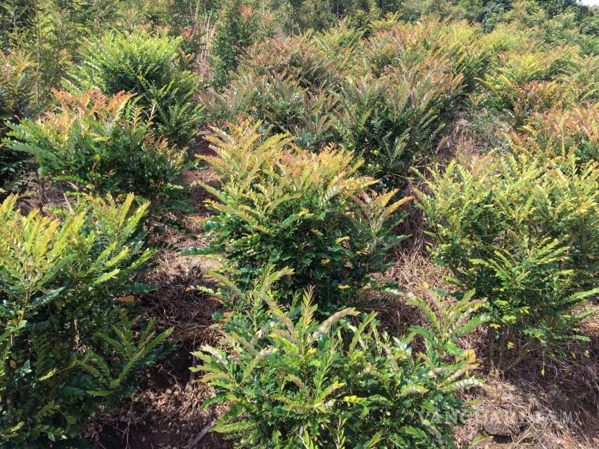 $!Cultivo metálico' de níquel Phyllanthus rufuschaneyi en un campo agrícola experimental en Sabah, Malasia. EFE/Antony van der Ent/UQ