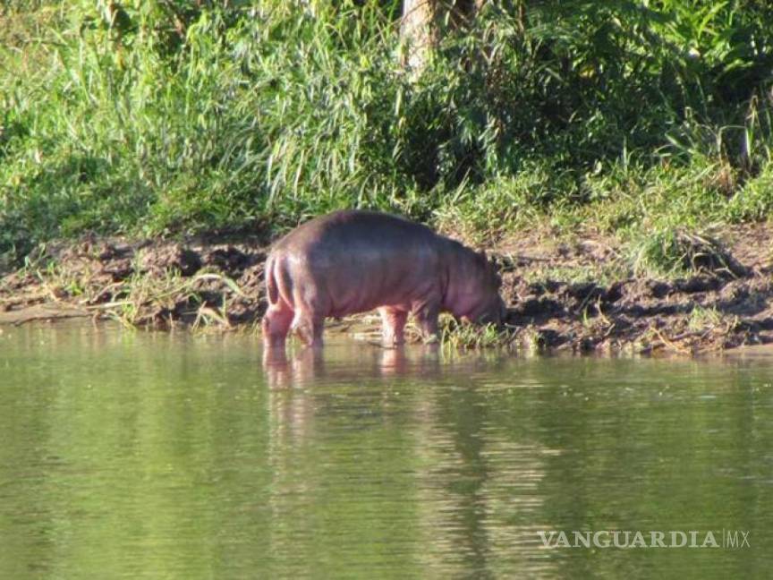 $!Hipopótamos de Pablo Escobar vivirán en la tierra de ‘El Chapo’