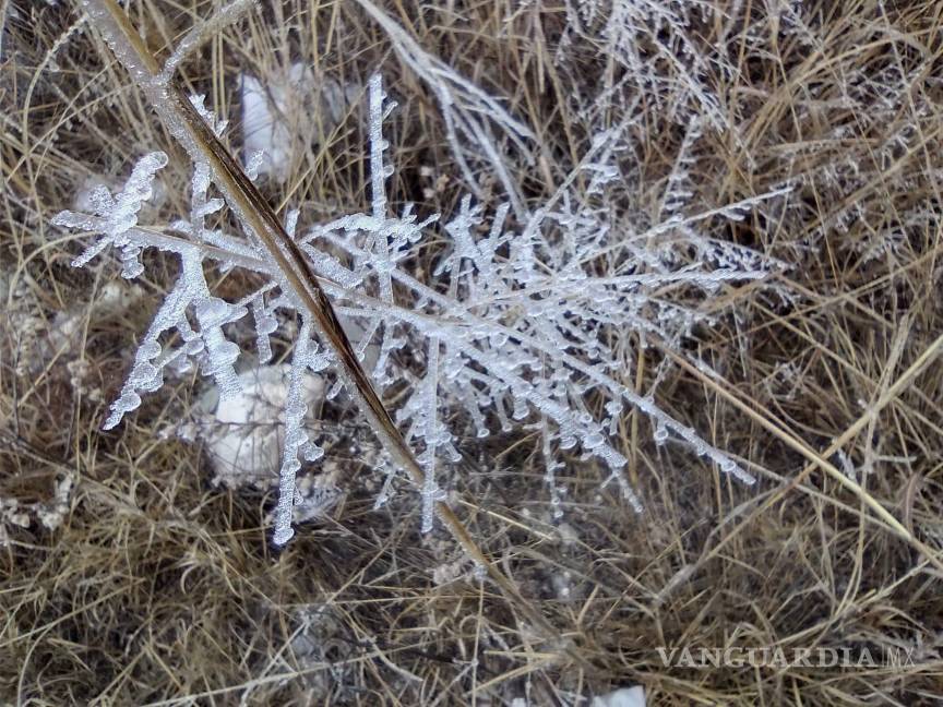 En Saltillo, aunque no nevó, el paisaje se pintó de blanco
