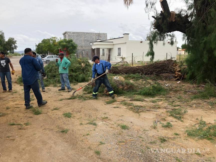 $!Continúan trabajos de limpieza y retiro de árboles caídos en San Buenaventura por lluvias