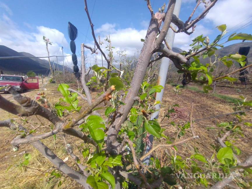 $!Helada tardía traerá afectaciones para el cultivo de manzana en Arteaga