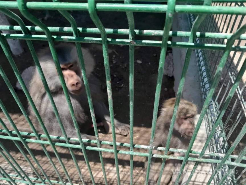 Suspenden en Nuevo León parque de especies exóticas