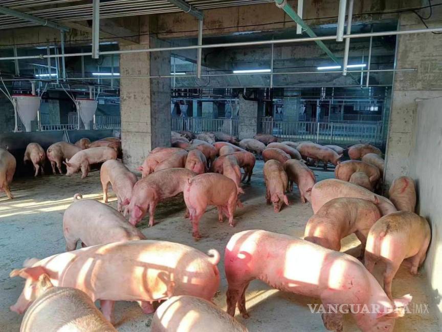 $!Una foto proporcionada por Hubei Zhongxin Kaiwei muestra el ganado dentro de la granja de cerdos urbana de la empresa en las afueras de Ezhou, China.