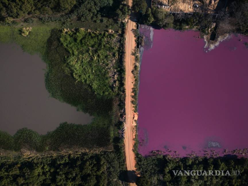 $!Contaminación pinta de color púrpura a la laguna Cerro en Paraguay
