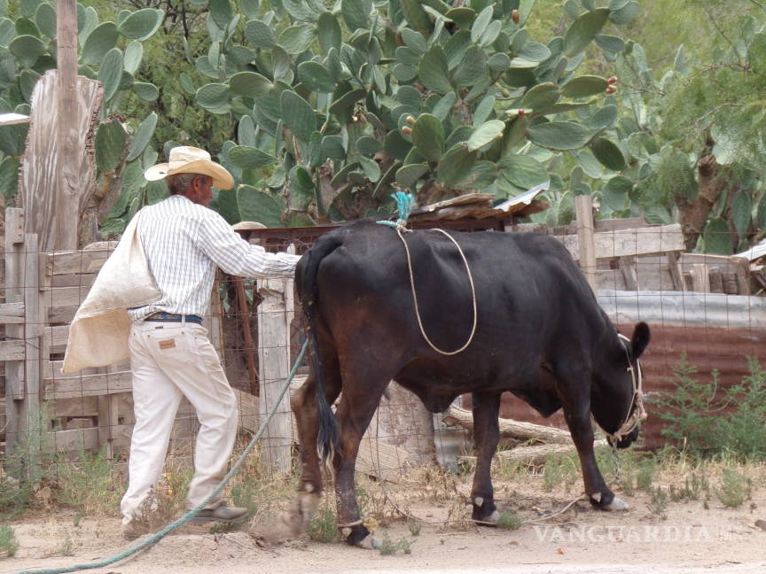 $!En Fermín, ejido de General Cepeda, ya no hay vacas para hacer queso