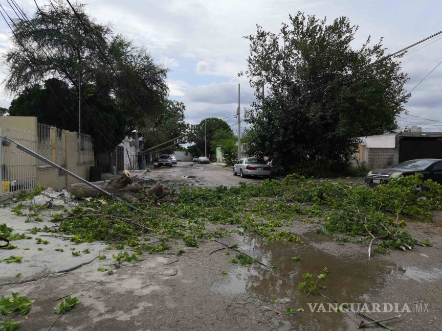 $!Fuertes vientos tumban postes y árboles en Monclova