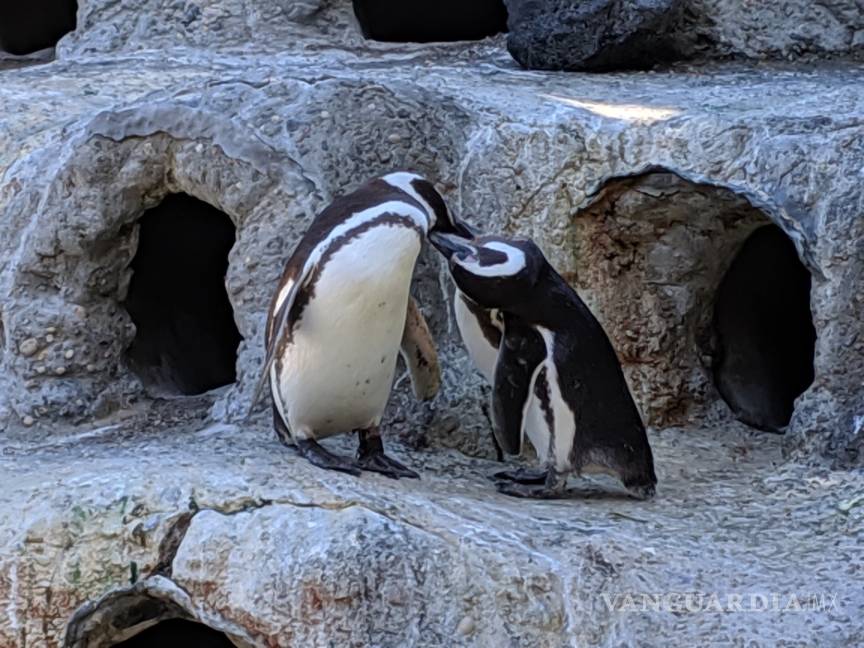 $!Pareja de pingüinos gays son padres &quot;ejemplares&quot; en el zoo de San Francisco