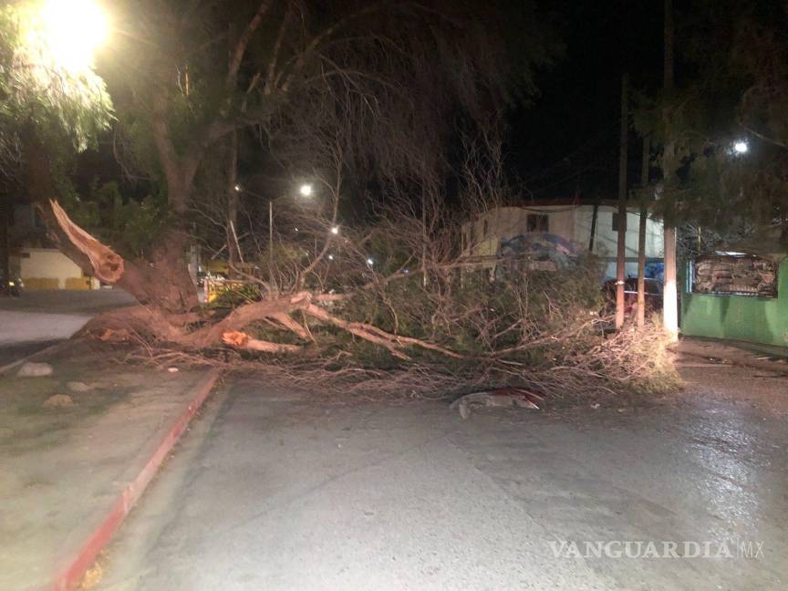 $!Los árboles son los más dañados con las ráfagas de viento.