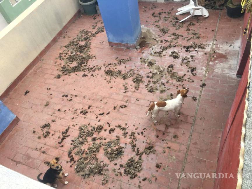 $!Azotea, cárcel de perros en hogares saltillenses