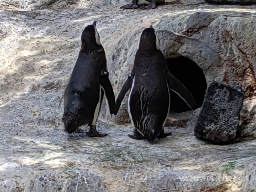$!Pareja de pingüinos gays son padres &quot;ejemplares&quot; en el zoo de San Francisco