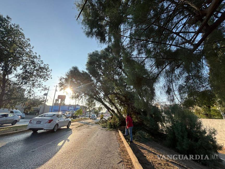 $!Cae árbol sobre bulevar Jesús Valdez Sánchez y afecta circulación en Saltillo