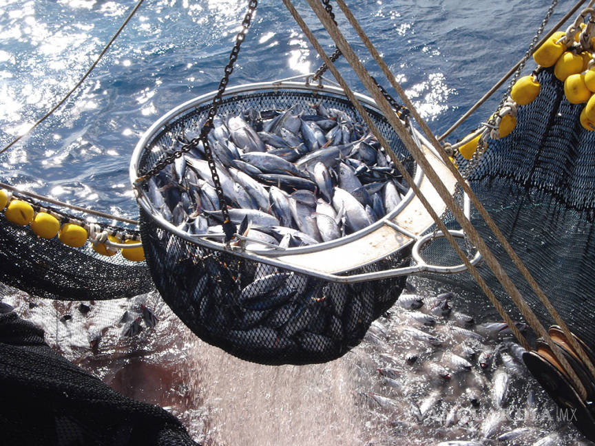 $!México tiene gran potencial pesquero pero sufre desdén oficial, algo que no cambiará con AMLO