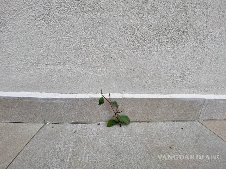 $!Alguien la había cortado y cuando le “reclamé” me dijo haberlo hecho porque era una hierba mala.