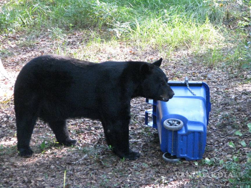 $!Fotografía del 7 de septiembre de 2010 cedida por la Comisión de la Fauna y la Pesca de Florida (FWC) donde aparecen dos osos mientras atacan a un contenedor de basura en Florida. EFE/Tony Young/FWC