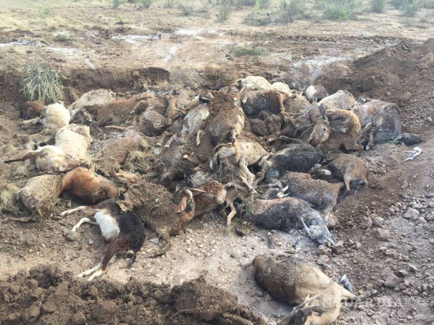 $!Investigan muerte de 150 cabras en Nadadores