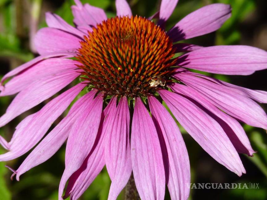 Cofepris autoriza uso de 18 plantas medicinales, checa cuáles son