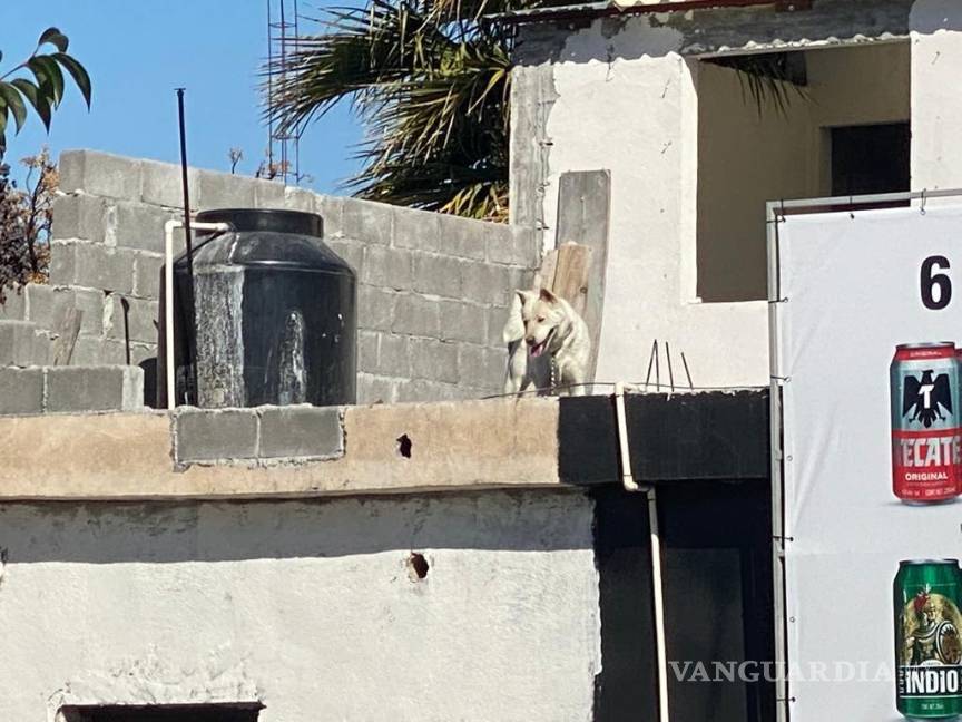 Rescatan a perrita de fallecer en negocio de Saltillo; intentó saltar del techo
