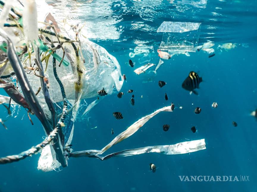 $!La contaminación desmedida causará, sino hacemos algo para evitarlo, que para el año 2050 haya más plástico que peces en el mar, según la ONU.