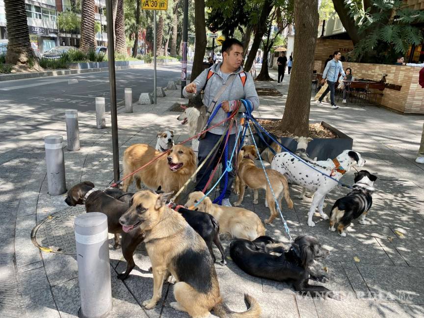 $!Foto tomada en Polanco, CDMX. Ningún gato permitiría una paseada en macolla con la que les recetan a estos canes.