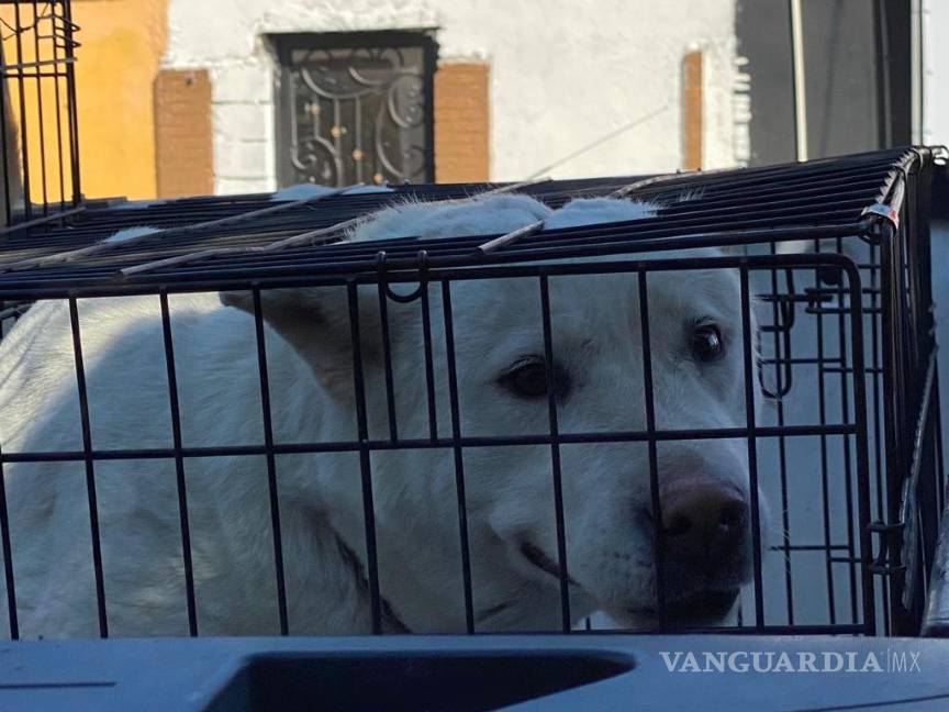 Rescatan a perrita de fallecer en negocio de Saltillo; intentó saltar del techo