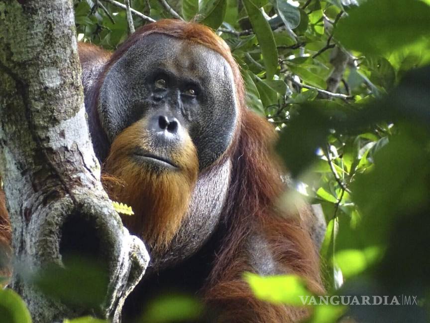 $!Esta foto entregada por la Fundación Suaq muestra al orangután Rakus en el Parque Nacional Gunung Leuser de Indonesia, el 25 de agosto de 2022, luego que su herida facial ya casi desapareció. Dos meses después, científicos lo observaron aplicándose hojas masticadas de una planta, usada como planta medicinal en todo el sureste asiático, para sanar la herida. ( via AP)