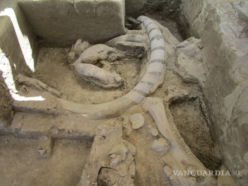 $!A 10 km de aeropuerto en Santa Lucía dan con el mayor hallazgo de restos de mamuts en México