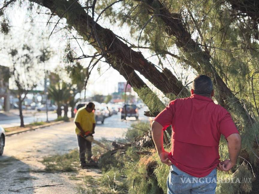 $!Cae árbol sobre bulevar Jesús Valdez Sánchez y afecta circulación en Saltillo