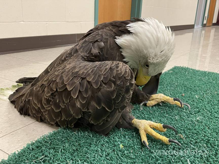 $!Un águila calva envenenada con plomo en St. Paul, Minnesota. AP/The Raptor Center, University of Minnesota