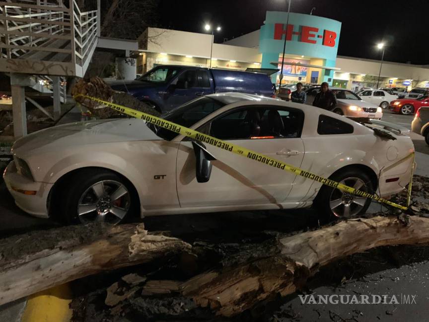 $!Cae árbol sobre auto en estacionamiento de plaza comercial al sur de Saltillo