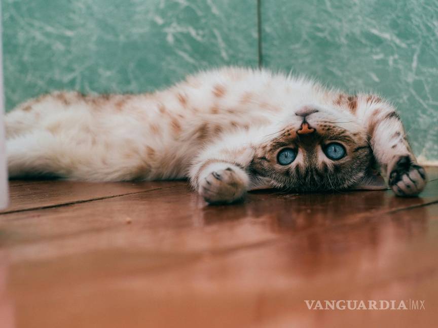 $!¿Por qué a mi gato se le ve la columna? Así puedes corregirlo, según experta