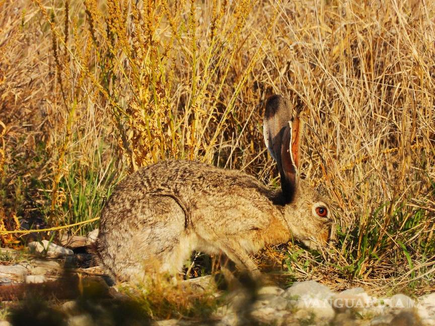 $!Durante las salidas de campo, los participantes registran especies y contribuyen a la ciencia ciudadana mediante plataformas globales.