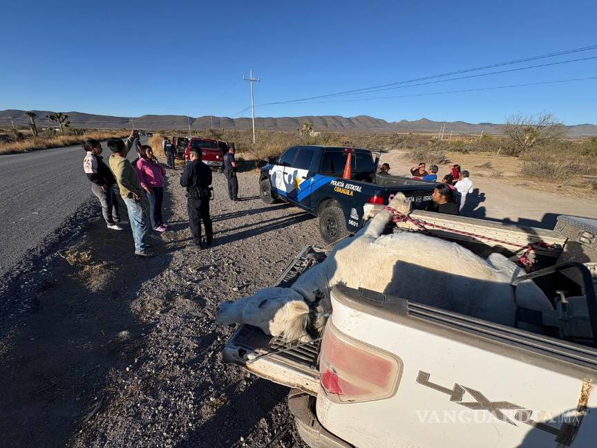 $!El cuerpo del caballo fue subido a una camioneta.