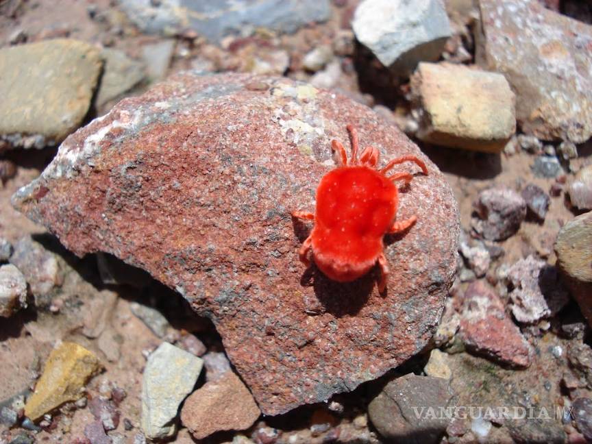 $!La Zona del Silencio: las brújulas fallan, no hay señal de radio y algunos dicen que... ¡han visto naves extraterrestres!
