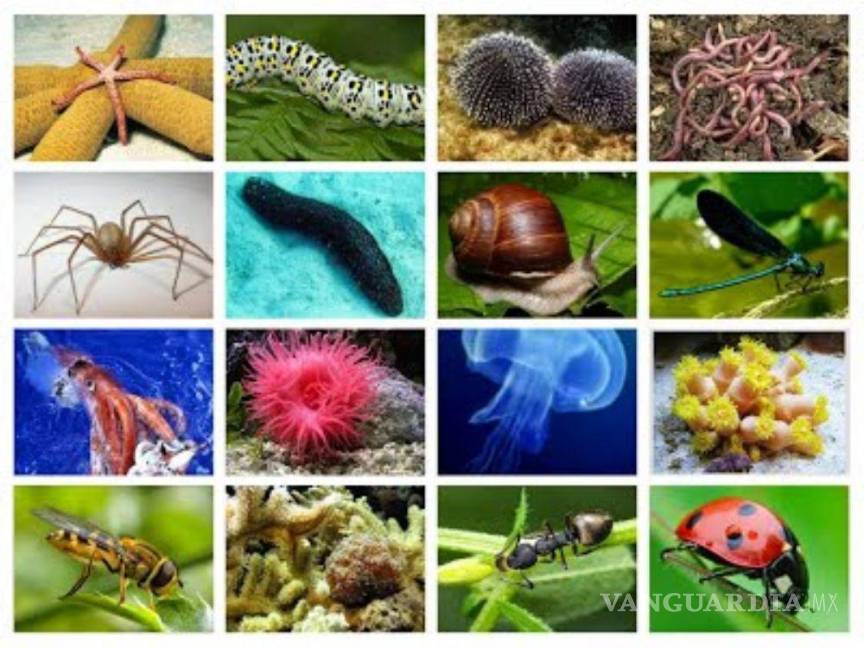 $!“Incluir a los invertebrados fue clave para confirmar que efectivamente estamos presenciando el inicio de la Sexta Extinción Masiva en la historia de la Tierra”, explica Cowie.
