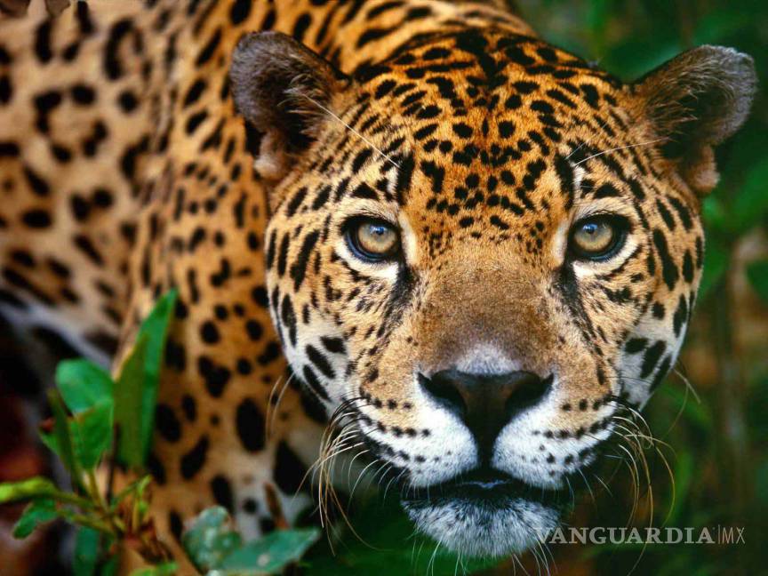 $!México Belice y Guatemala crean la primer área natural trinacional para proteger al jaguar