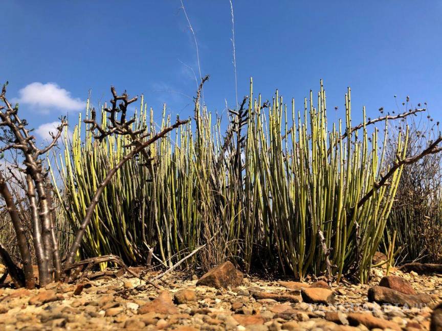 $!La cera de candelilla, recurso emblemático del semidesierto coahuilense, se convierte en oportunidad de desarrollo comunitario gracias a la capacitación científica.