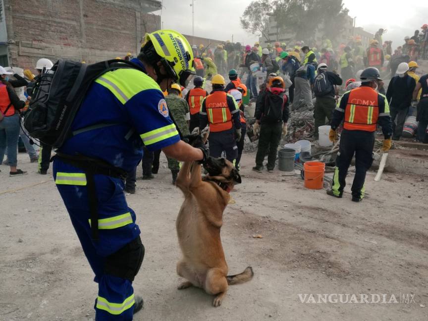 $!Perros rescatistas, héroes de cuatro patas del sismo (fotos/videos)