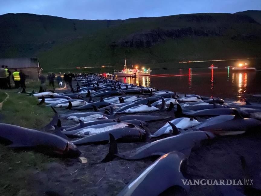 $!En esta imagen publicada por Sea Shepherd Conservation Society, los cadáveres de delfines de lados blancos muertos yacían en una playa después de ser sacados del agua manchada de sangre en la isla de Eysturoy, que forma parte de las Islas Feroe. AP/Sea Shepherd