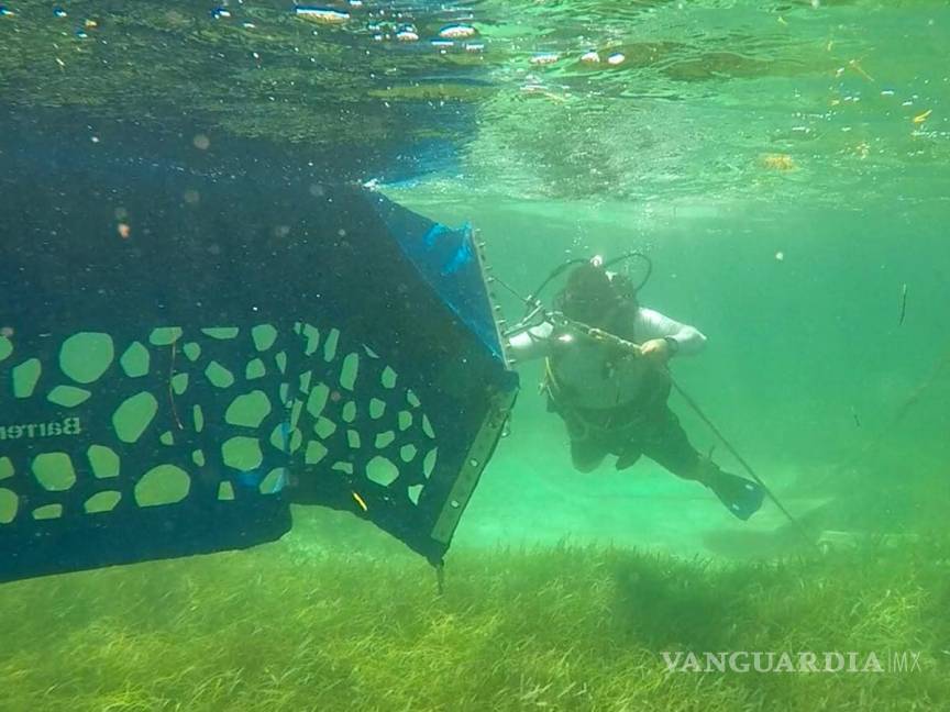 $!Instalan barreras en Quintana Roo para evitar que sargazo llegue a la playa