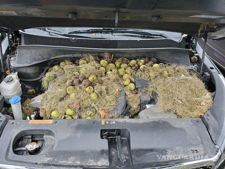 $!Ardillas esconden su botín de más de 200 nueces en el motor de una camioneta