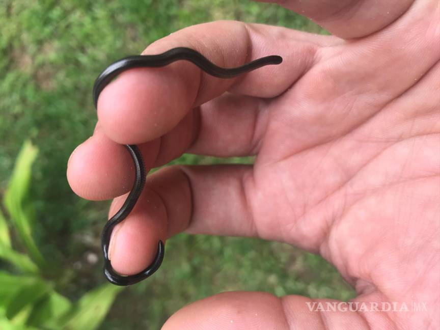 $!Serpiente ciega de Zanzíbar con forma de gusano.