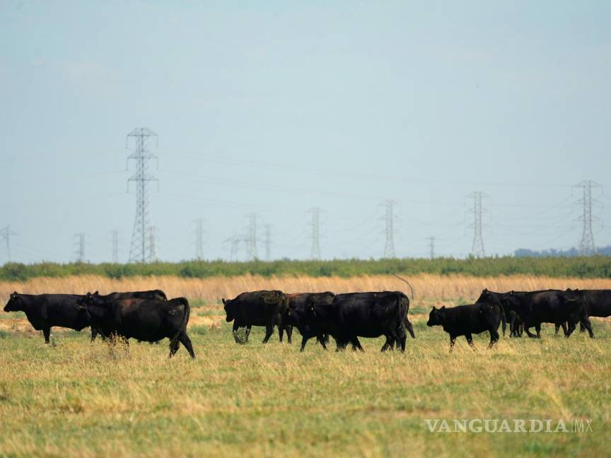 $!Vacas en un campo abierto cerca de la Base de la Fuerza Aérea de Travis en el condado de Solano, California, el 24 de agosto de 2023.