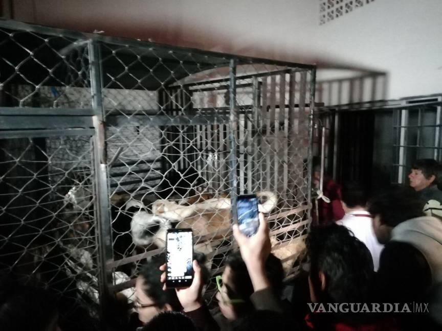 $!Mujer secuestraba perros para comérselos y vender su carne, en Puebla