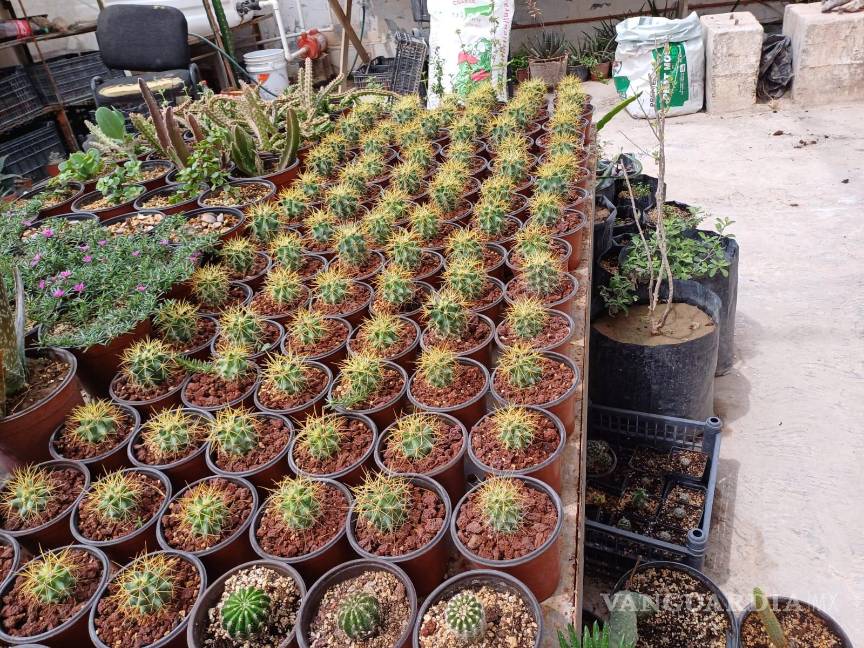 $!Entre las especies conservadas se encuentran cactáceas, agaves y arbustos, algunas en peligro de extinción o bajo protección especial.