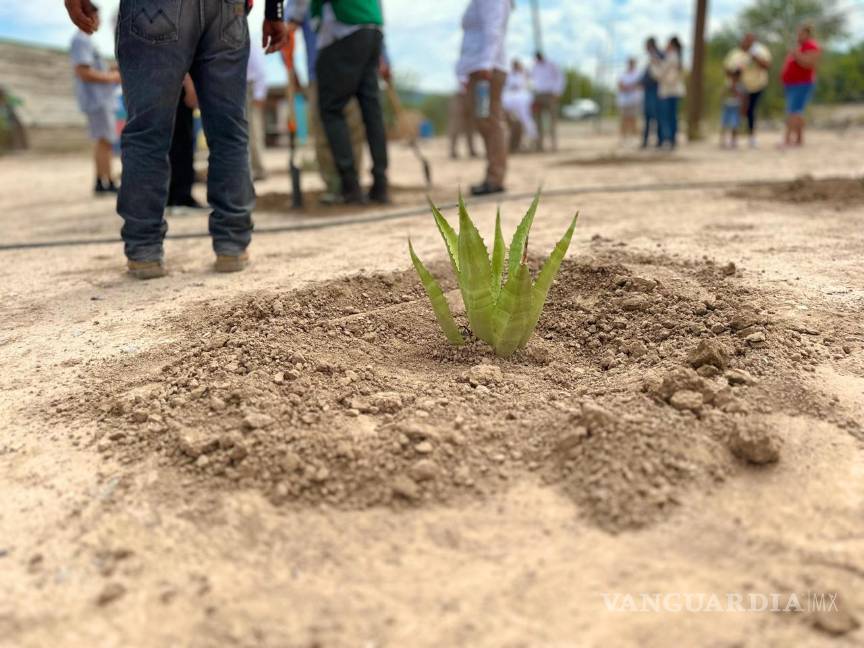 $!La plantación de 60 mil agaves asperrima permitirá la infiltración de más de 330 millones de litros de agua al año en la subcuenca Aguanaval.