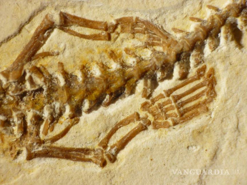 $!Patas traseras en fósil de Serpiente de cuatro patas Tetrapodophis.