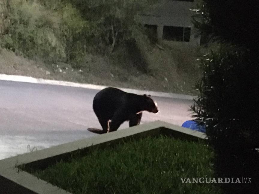 $!Atrapan a enorme oso en zona residencial de Nuevo León; lo liberan en Parque Nacional Cumbres