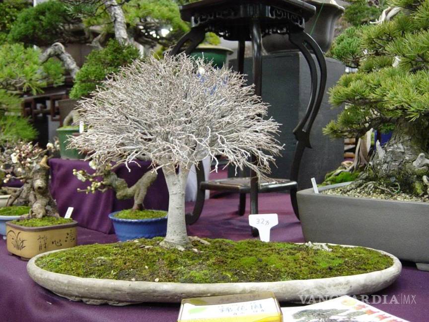 $!Bonsáis... eternos gigantes