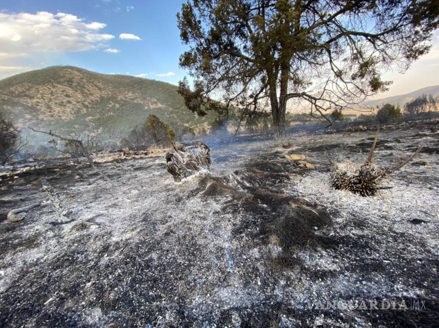 $!Cuatro incendios se encuentran activos en la Región Sureste de Coahuila
