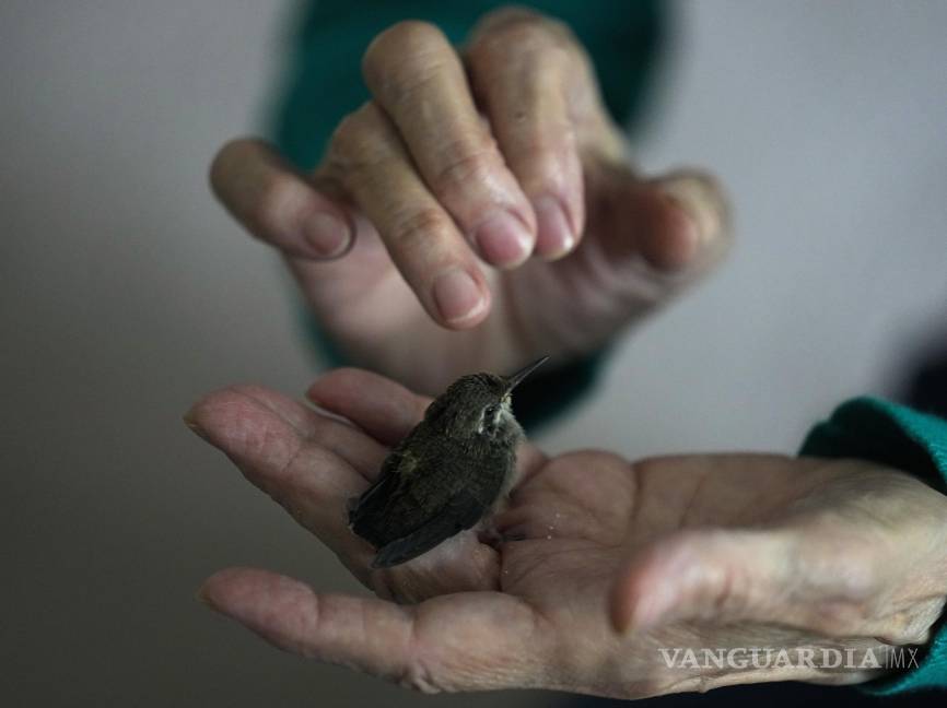 $!Catia Lattouf evalúa a un colibrí pichón que fue rescatado después de caerse de su nido y llevado a su departamento, ahora una clínica improvisada, en la CDMX.